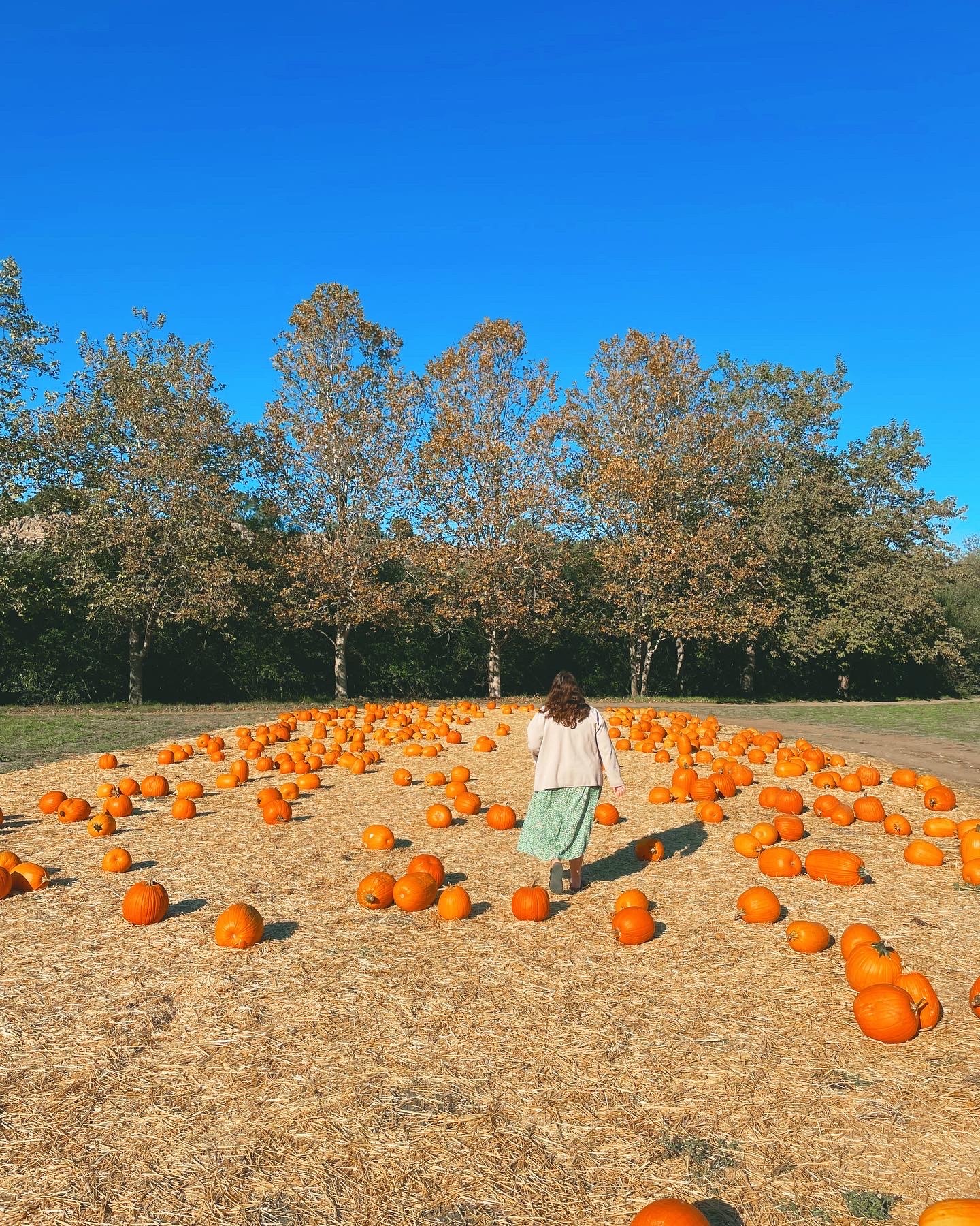 Happiest among the gourds.